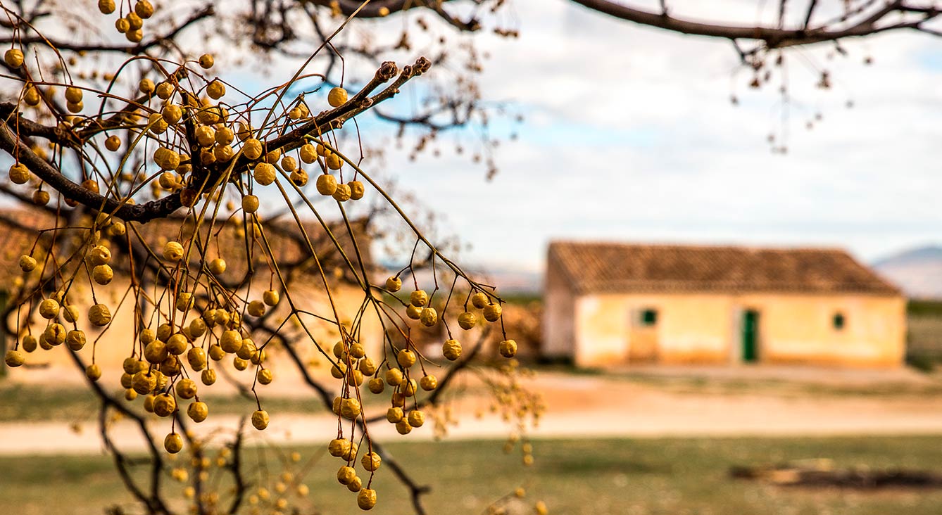 Comprar suelo rústico con cabeza en Mallorca: usos posibles, plazos y falsas expectativas